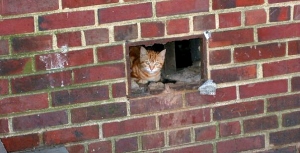 A feral kitten looks out from beneath an apartment block.